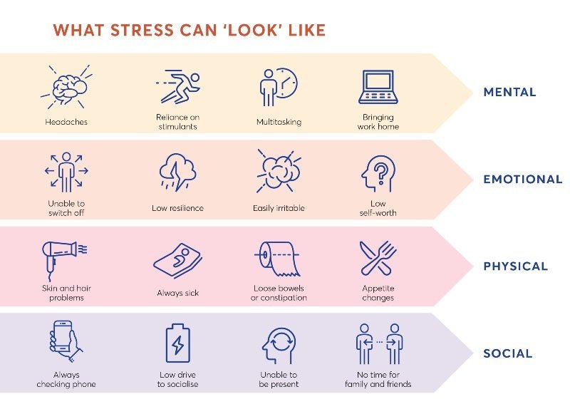 Stress, Digestion & Energy: How Herbal Supplements Support Whole-Body Wellness - Sorrelo Wellness 