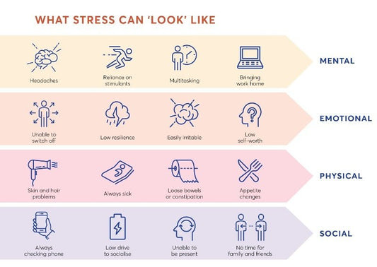 Stress, Digestion & Energy: How Herbal Supplements Support Whole-Body Wellness - Sorrelo Wellness 