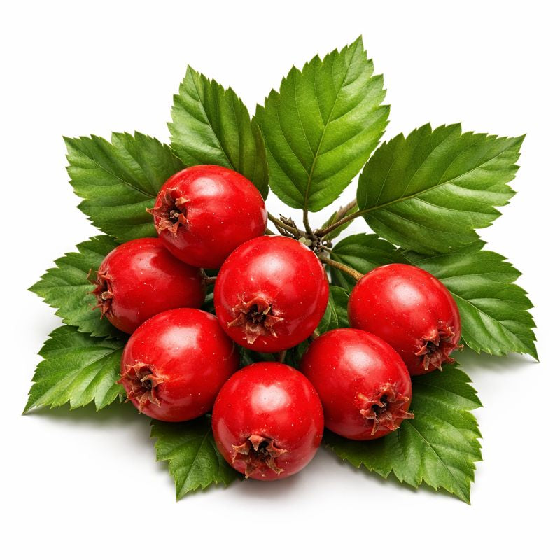 <h4><strong>Hawthorn Berry</strong></h4>