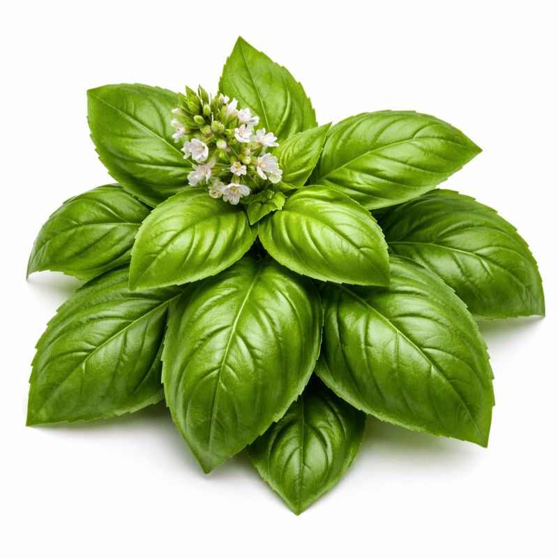 Basil