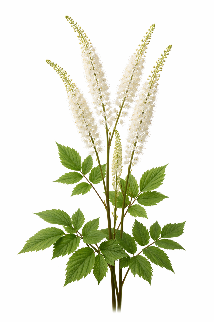 Black Cohosh