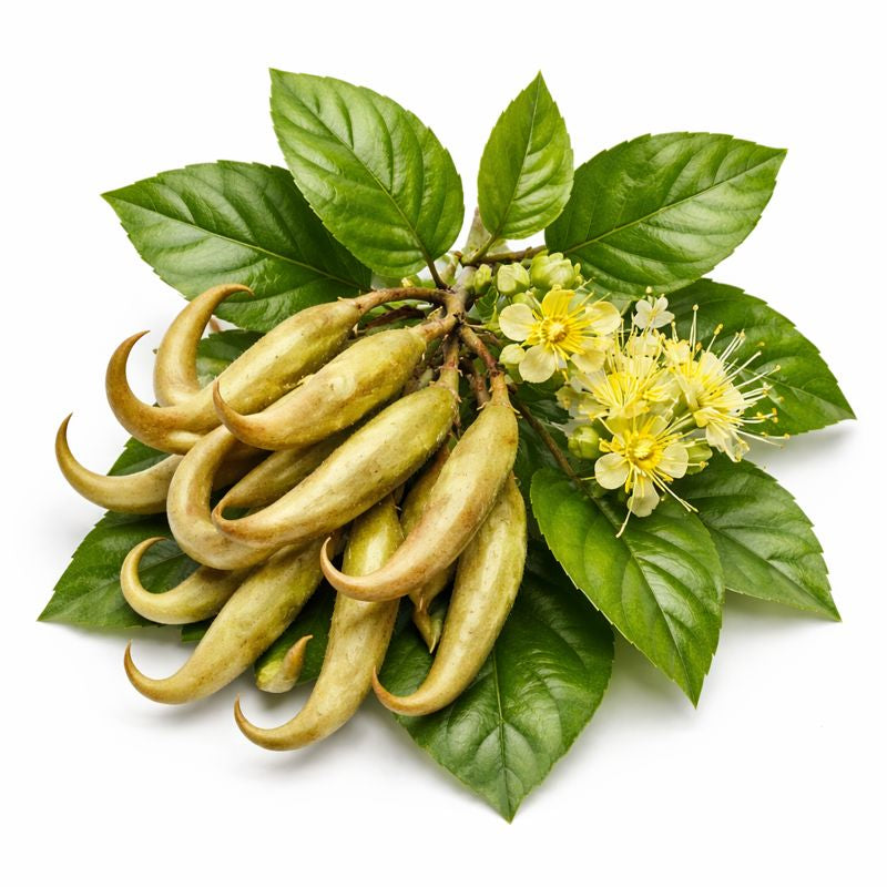 <h4><strong>Cats Claw</strong></h4>