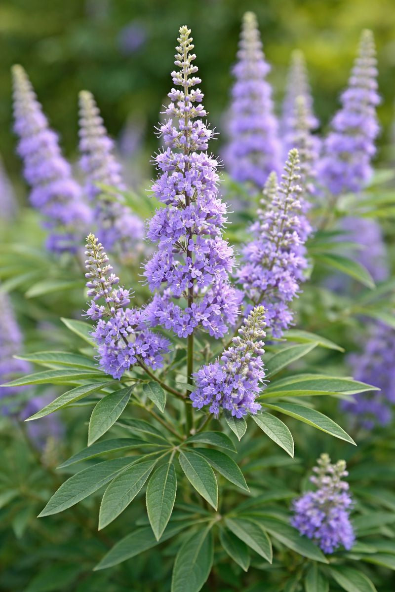 <h4><strong>Chasteberry  (Vitex)</strong></h4>