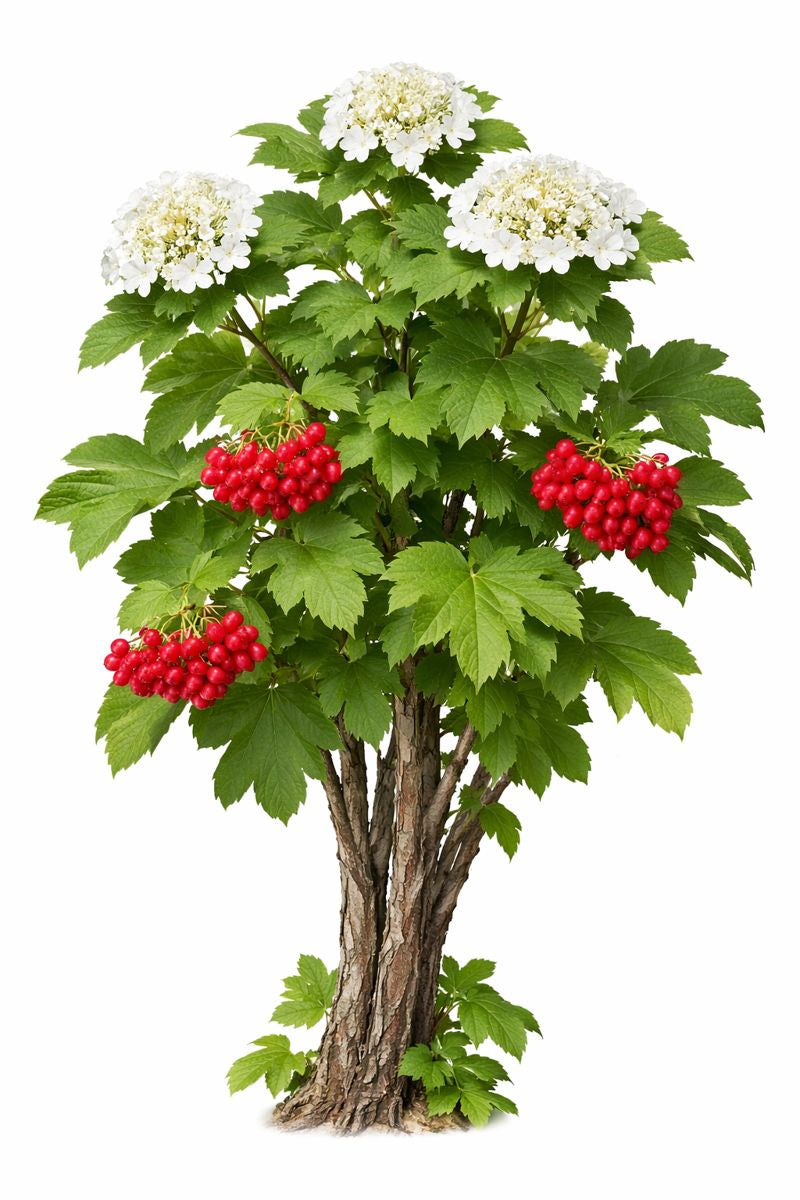 <h4><strong>Cramp Bark</strong></h4>