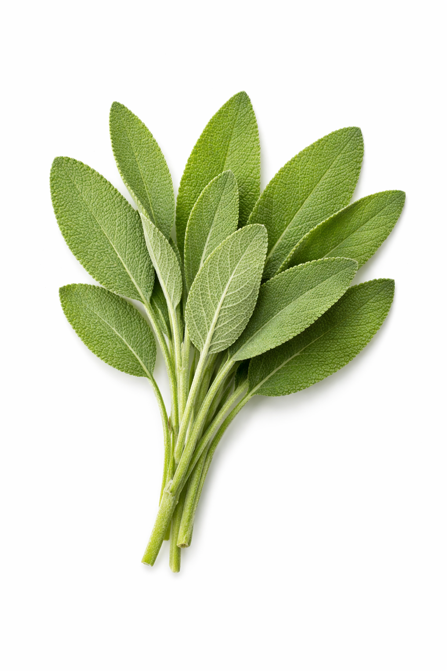 Sage Leaf