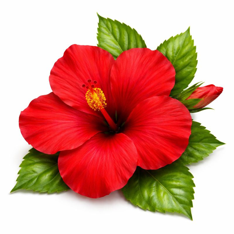 Hibiscus