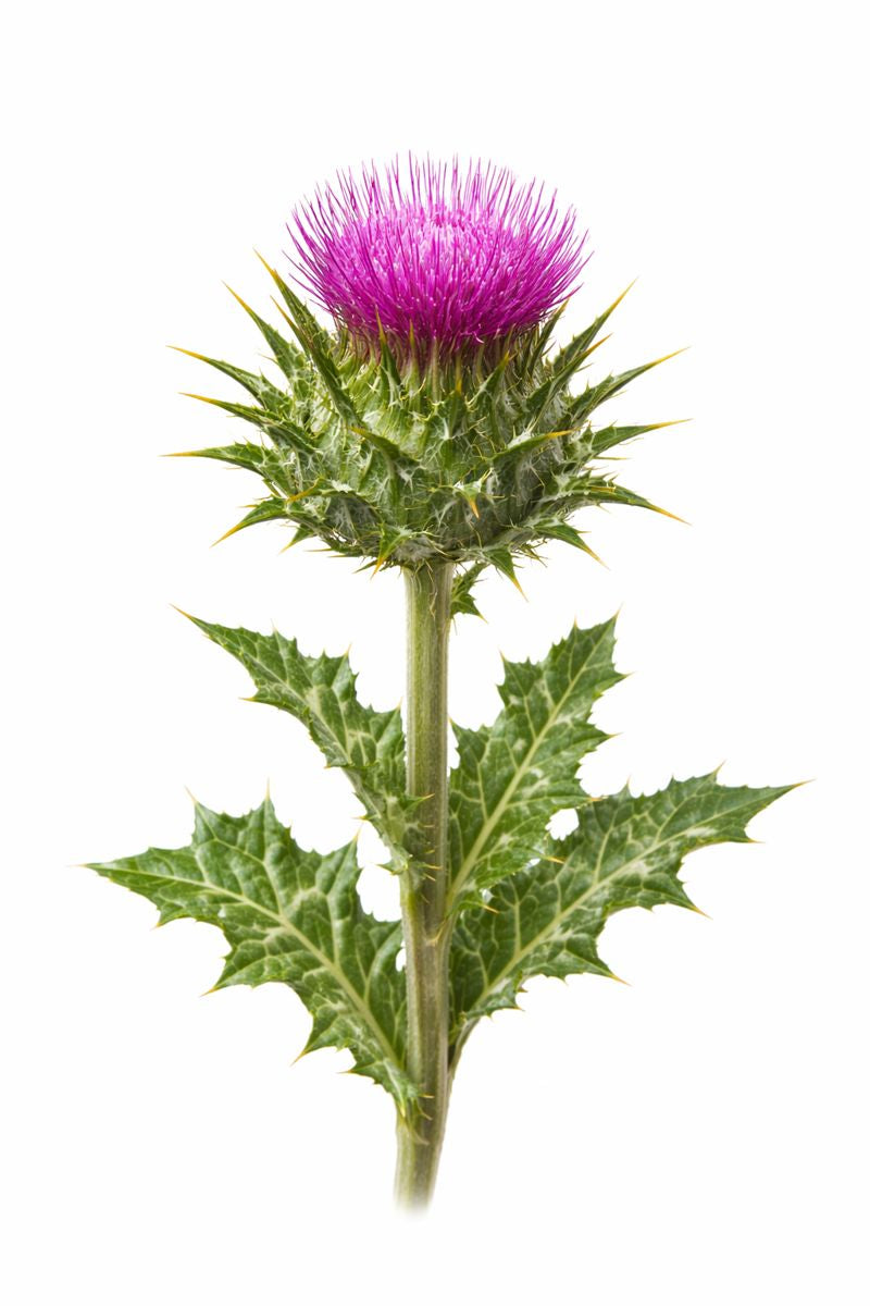 Milk Thistle