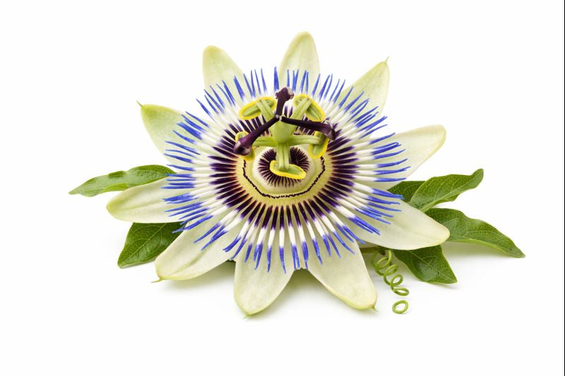 <h4><strong>Passion Flower</strong></h4>
