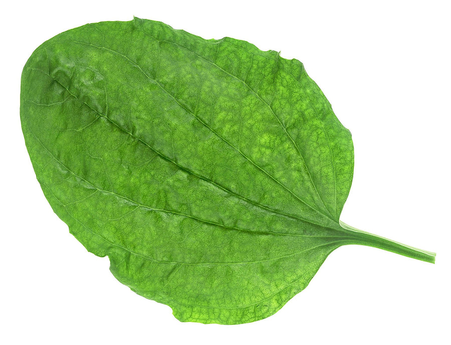 Plantain Leaf
