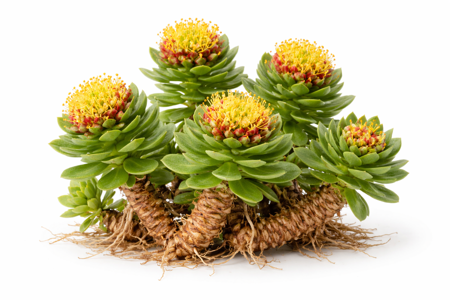 Rhodiola root