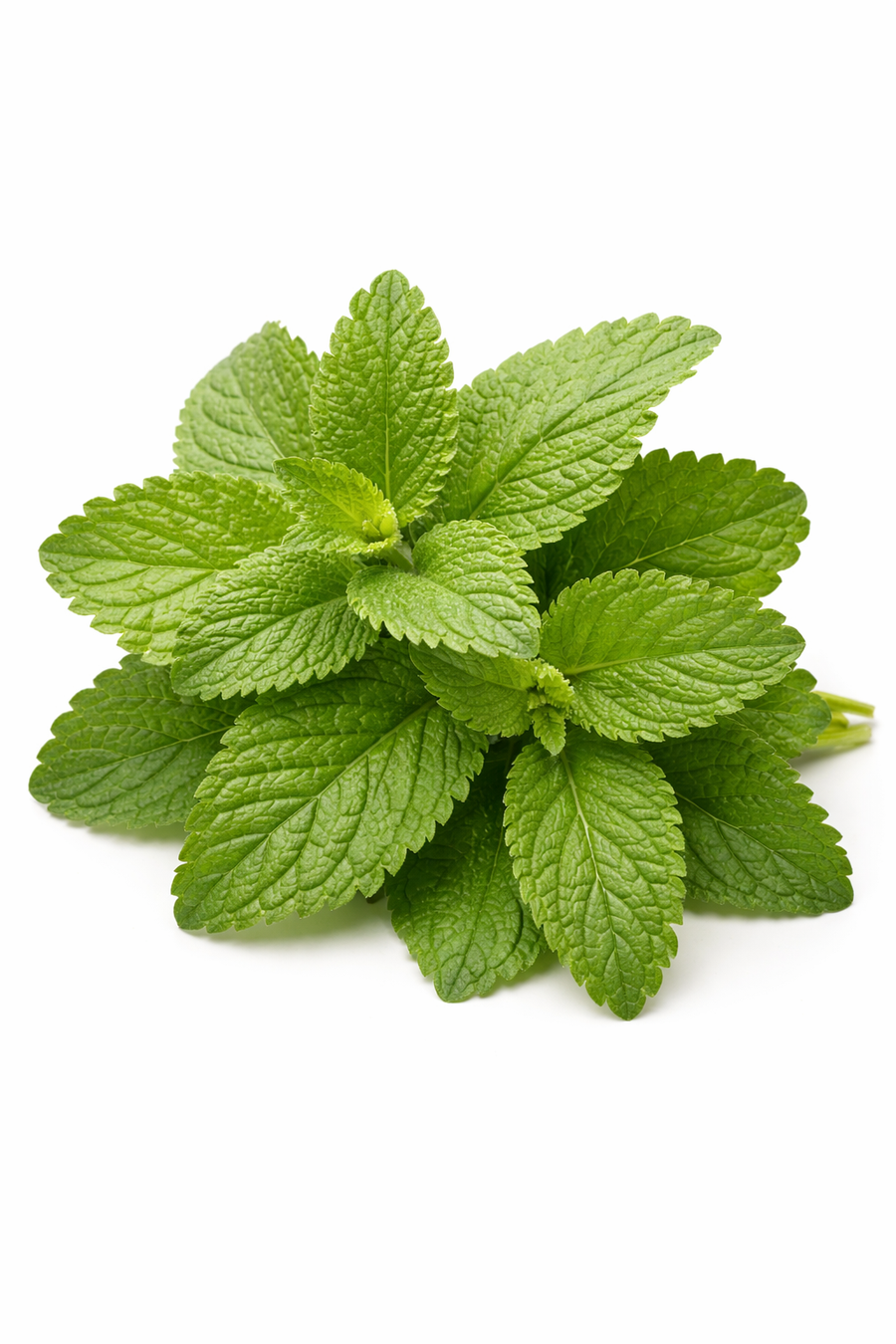Lemon Balm