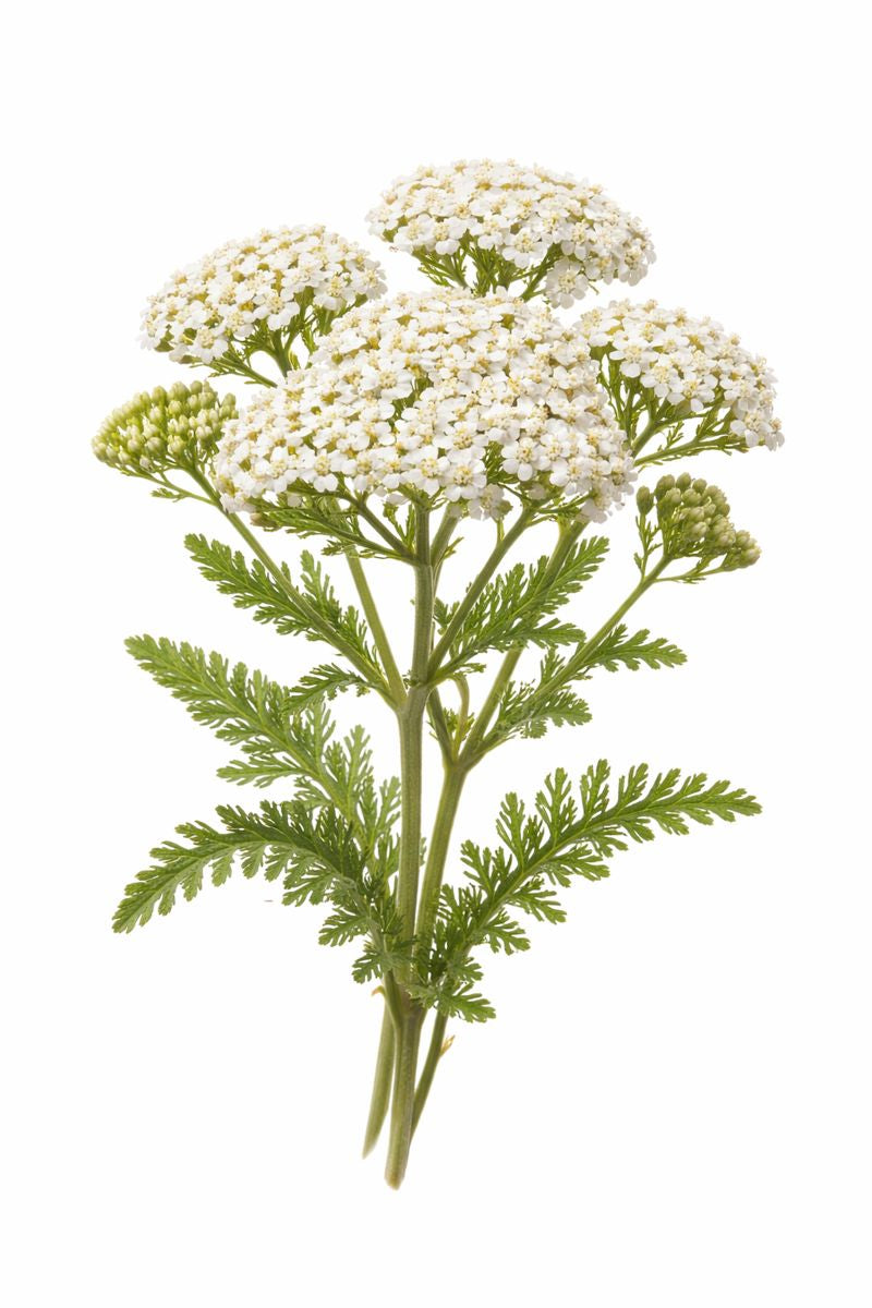 <h4><strong>Yarrow</strong></h4>