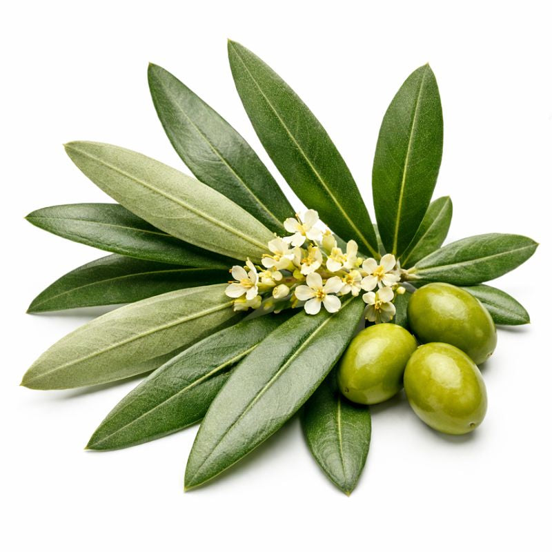 <h4><strong>Olive Leaf</strong></h4>