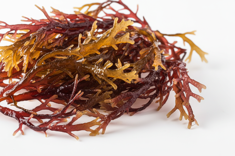 Sea Moss
